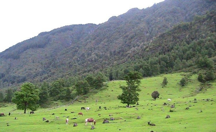 Grosse Weide f&uuml;r unsere Criollo Chileno, perfekt f&uml;r Trailreiten in Patagonien, s&uuml;damerika